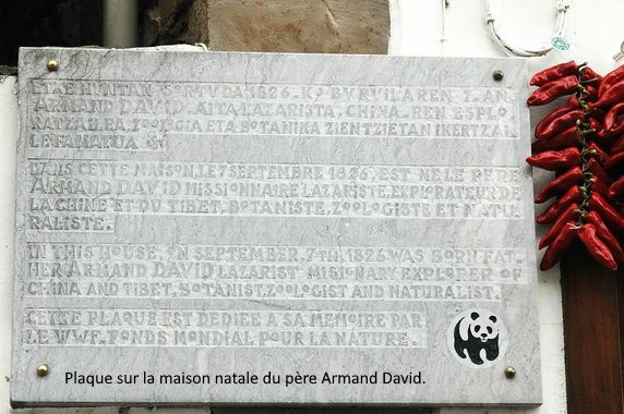 plaque-panda